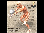 sistema muscolare jigsaw