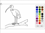 Bird coloring 2