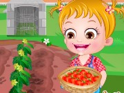 Baby Hazel Tomato Farming