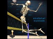 Skeletal Jigsaw Game