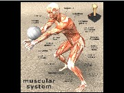 Muscular System Jigsaw