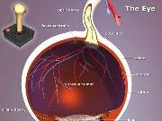 Eye Jigsaw Game