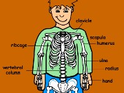 Skeleton quiz Game